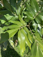 Dimocarpus