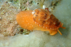 Notocypraea comptonii