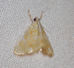Glaphyria glaphyralis