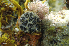 Synoicum sphinctorum