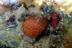 Pyura fissa