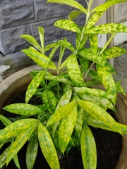 Dracaena surculosa