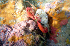Schizophrys rufescens