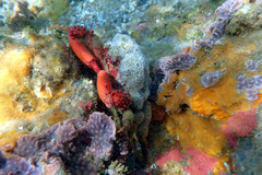 Schizophrys rufescens