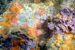 Helcogramma decurrens