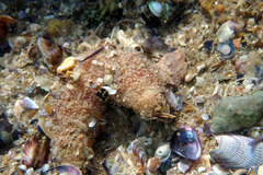 Lipotrapeza vestiens