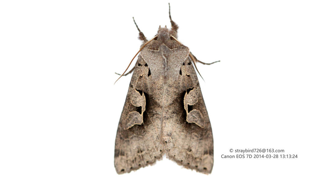 Perigrapha extincta