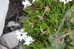 Dimorphotheca acutifolia
