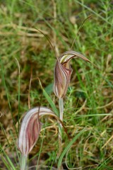 Pterostylis coccina