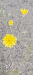 Launaea mucronata