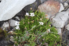 Dimorphotheca acutifolia