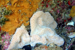 Aplidium opacum