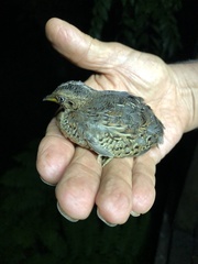 Turnix maculosus