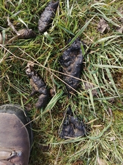 Canis lupus italicus