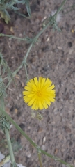 Launaea mucronata