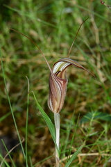 Pterostylis coccina