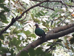 Chalcophaps indica