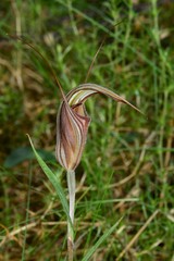 Pterostylis coccina