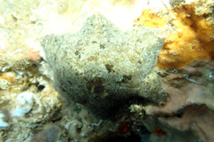 Meridiastra occidens