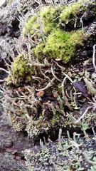 Cladonia rei