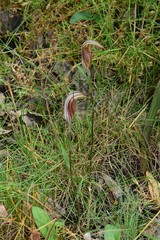 Pterostylis coccina
