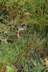 Pterostylis coccina