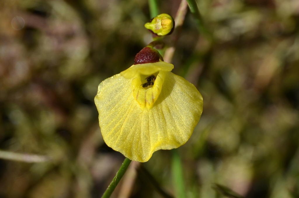 Utricularia bremii Heer ex Koell. 4