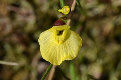 Utricularia bremii