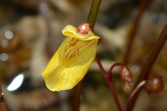 Utricularia minor