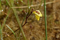 Utricularia minor