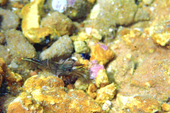 Rhynchocinetes australis