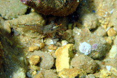 Rhynchocinetes australis