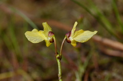 Utricularia bremii