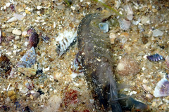 Alpheus parasocialis