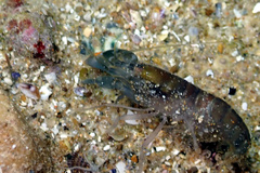 Alpheus parasocialis