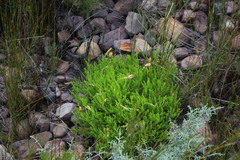 Dimorphotheca acutifolia