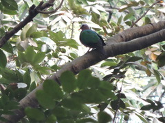 Chalcophaps indica