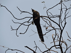 Phaenicophaeus tristis