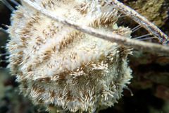 Amblypneustes elevatus elevatus