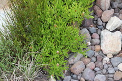 Dimorphotheca acutifolia