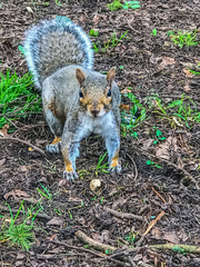 Sciurus carolinensis