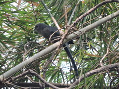 Phaenicophaeus tristis