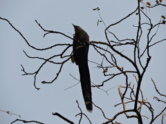 Phaenicophaeus tristis