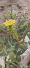 Sonchus oleraceus