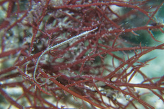 Stigmatopora nigra