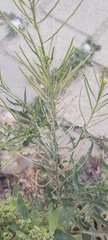 Sisymbrium irio
