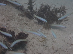 Ptereleotris monoptera