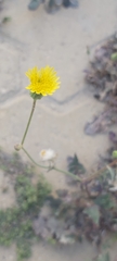 Portulaca oleracea