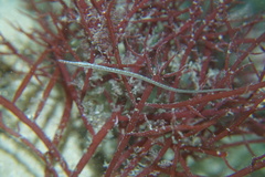 Stigmatopora nigra