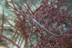 Stigmatopora nigra
